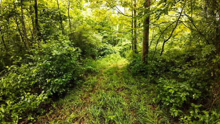 landscape view of potential build site