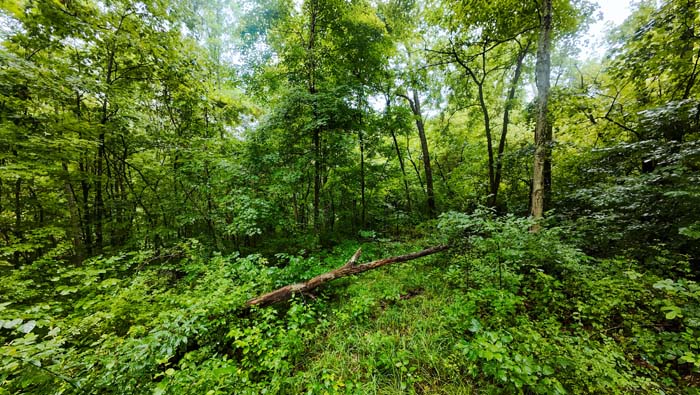 sunlight through tree canopy on land