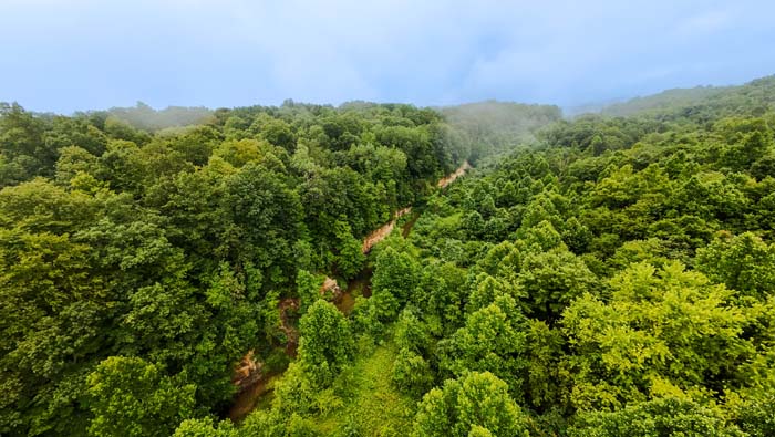 gravel drive into wooded land