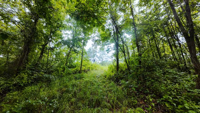 overview of rolling terrain and woods