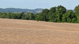 Lancaster Kirkersville Road open land, field, with blue sky, deer in the distance