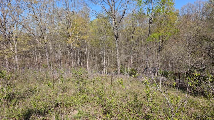 Spruce pine trees lining Lemaster Road in Athens County, Ohio