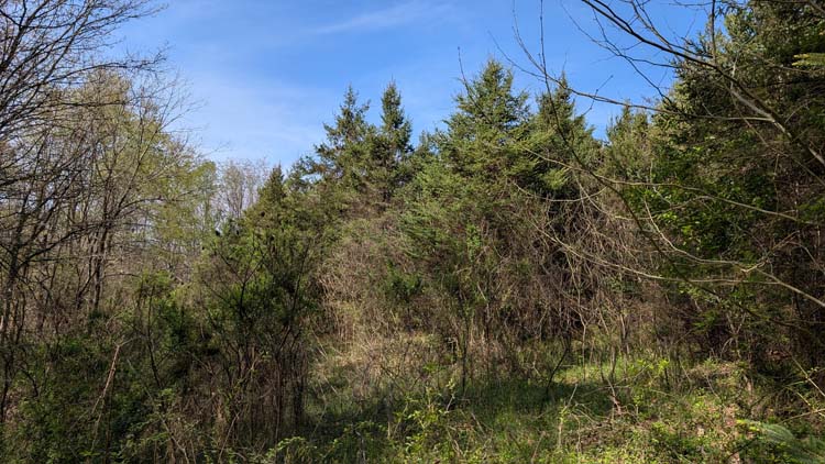 Potential cabin rental site near The Plains and Athens