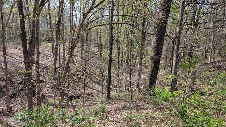 View of dense pine trees offering natural privacy barrier
