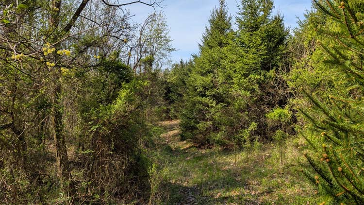 Tree-lined drive access on Lemaster Road land for sale