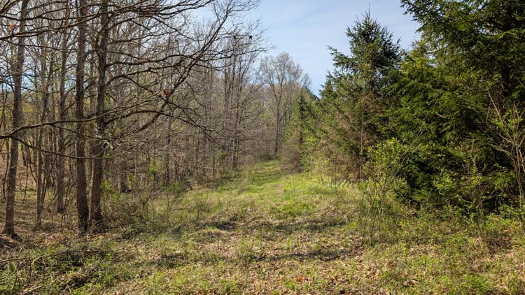 Pine grove offering seclusion and privacy for new build
