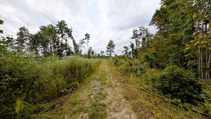 Trail camera view along forest edge