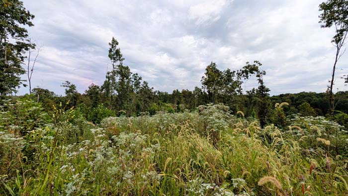 Natural wildlife trail through woods