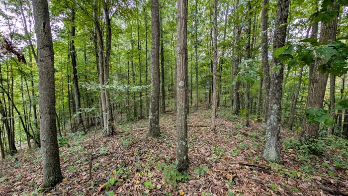 Lush vegetation and mixed habitat