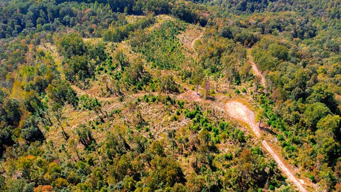 Wooded ridge line with mature trees and trails