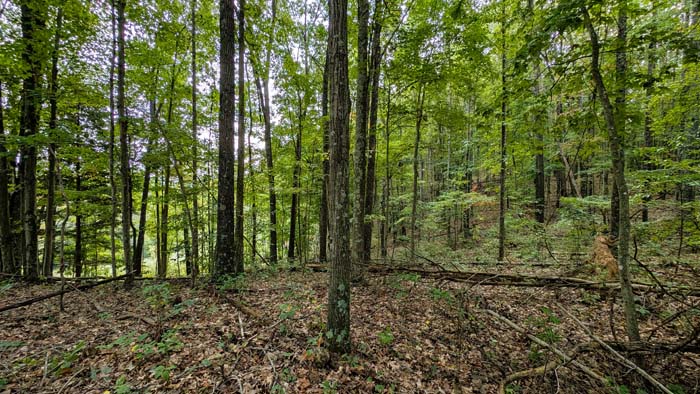 Secluded area ideal for cabin site