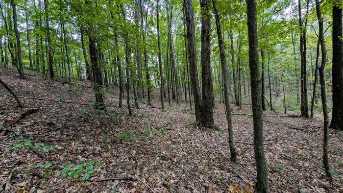 Rolling woodland terrain near property center