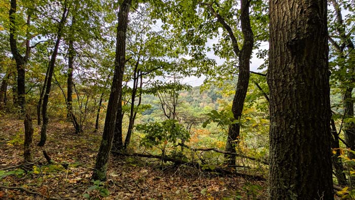 Hunting trail leading through dense cover