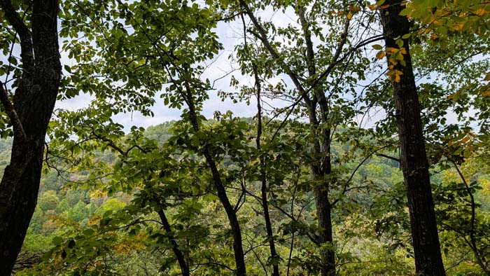 Wooded valley between ridges
