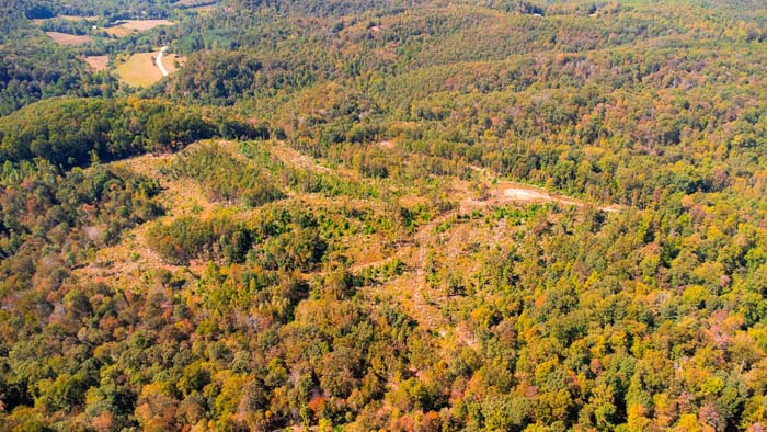 Open clearing for potential cabin or home site