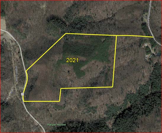 Trail camera wildlife area