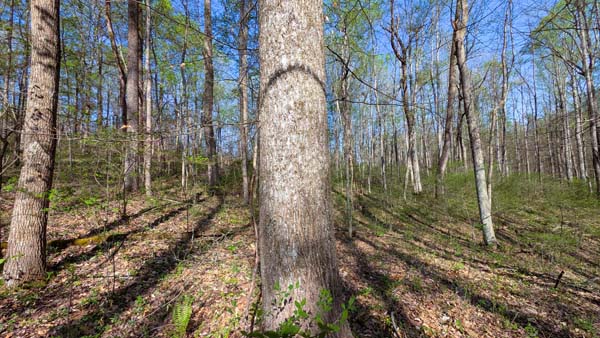 Ohio land near Superior Wildlife Area boundary