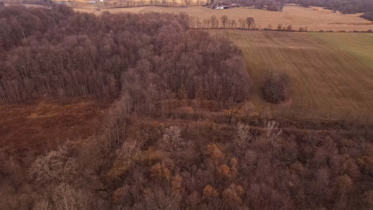 Potential building site in woods