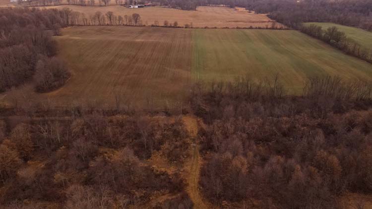 Deer tracks along field edge