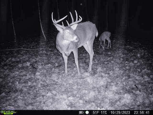 Wooded section with mature hardwoods