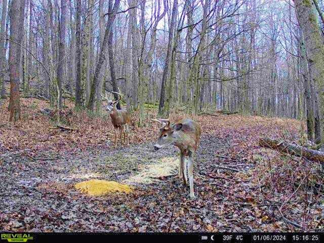 Trail through mixed woodland