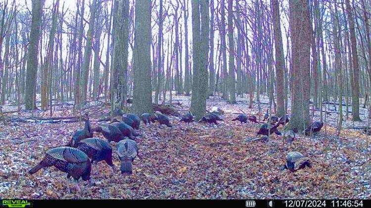 Rolling terrain ideal for home build