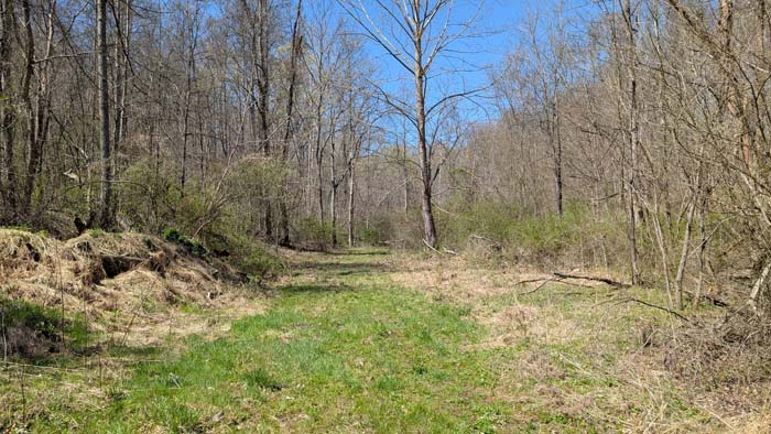 Brushy cover ideal for wildlife habitat.