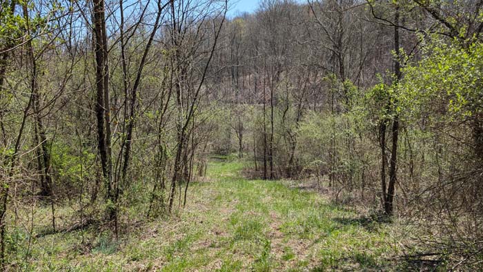 Peaceful forest with hillside trails.