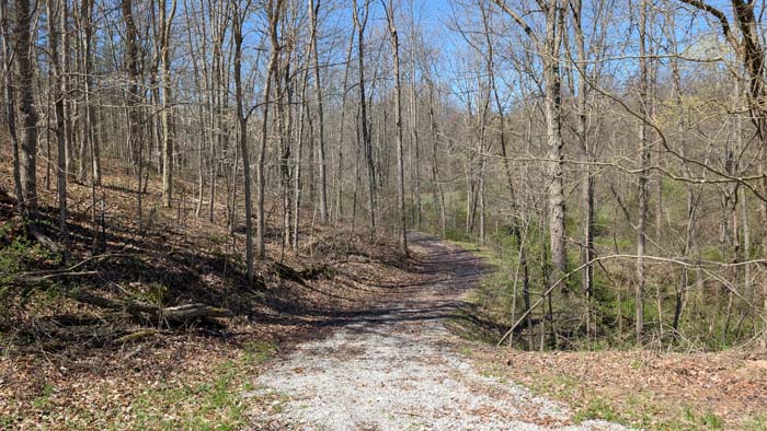 Ridgetop view with successional growth.