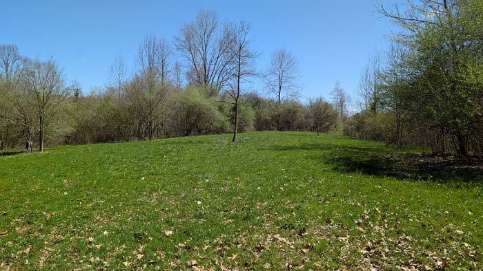 Thick brush near seasonal stream.