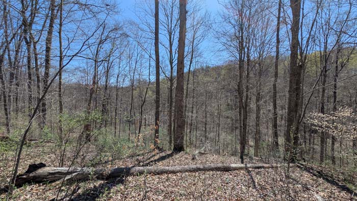 Secluded cabin site potential spot.