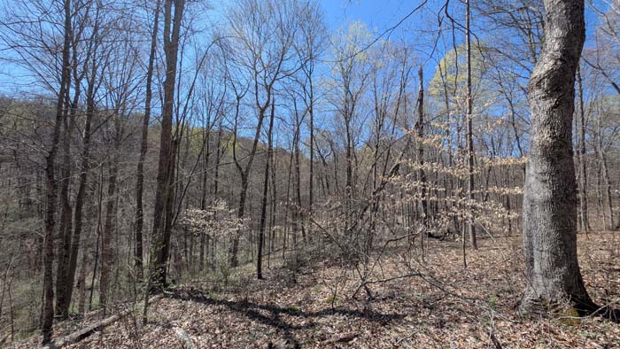 Brush and saplings along old trail.