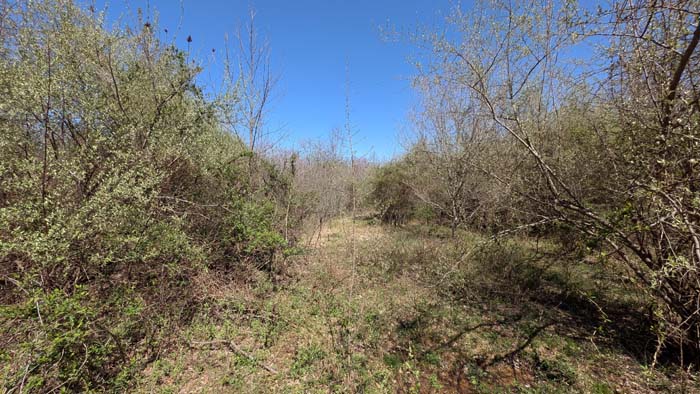 Wooded slope with light clearing.