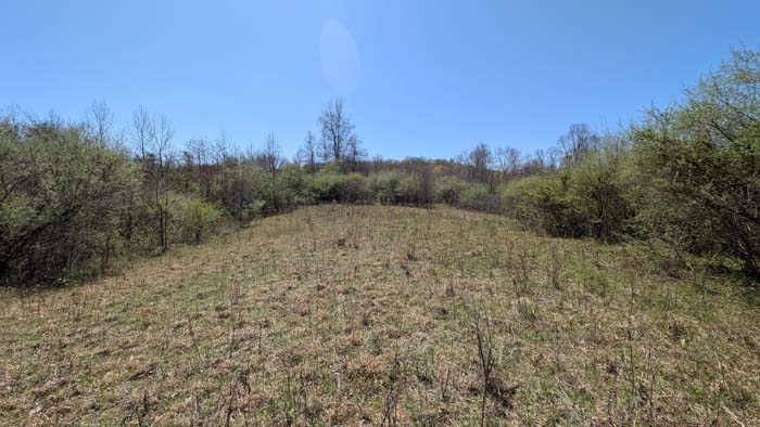 Forest mix near ridge’s edge.