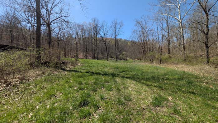 Bottomland brush near access road.