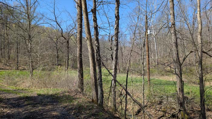 Cleared food plot area in the woods.
