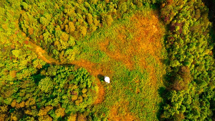 10-year-old loblolly pine plantation in Southern Ohio
