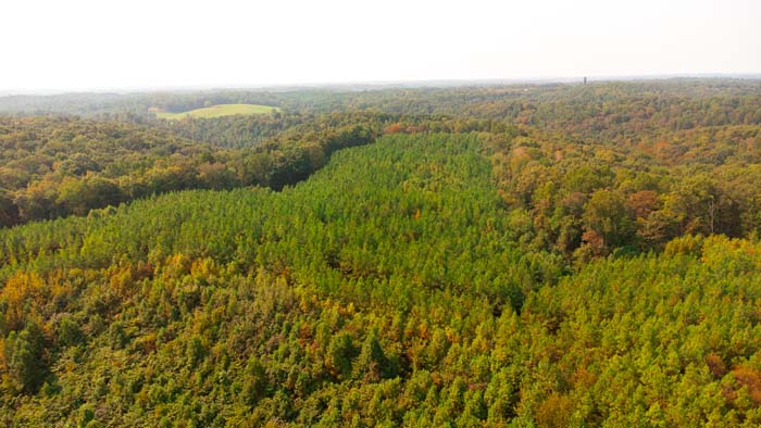 Deer trails and bedding areas throughout the habitat