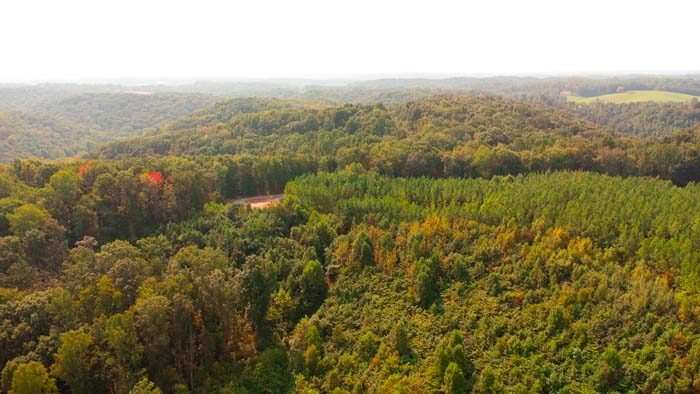 Mixed-age timber with marketable hardwoods