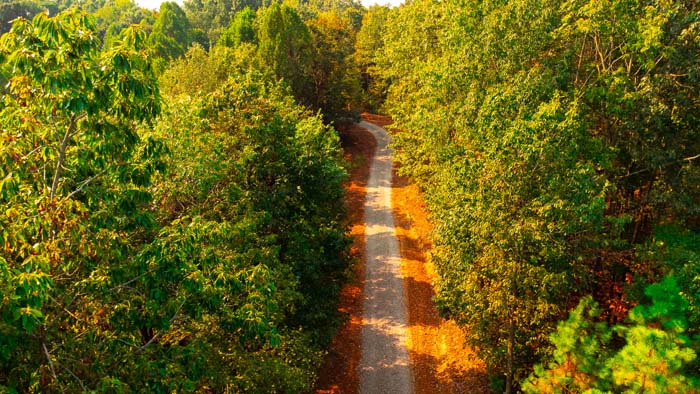 Rolling ridgetop with planted loblolly pines