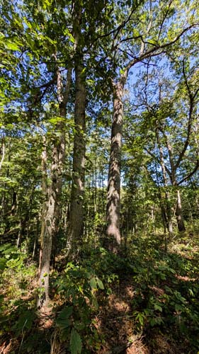 Buildable flat ground along ridgetop