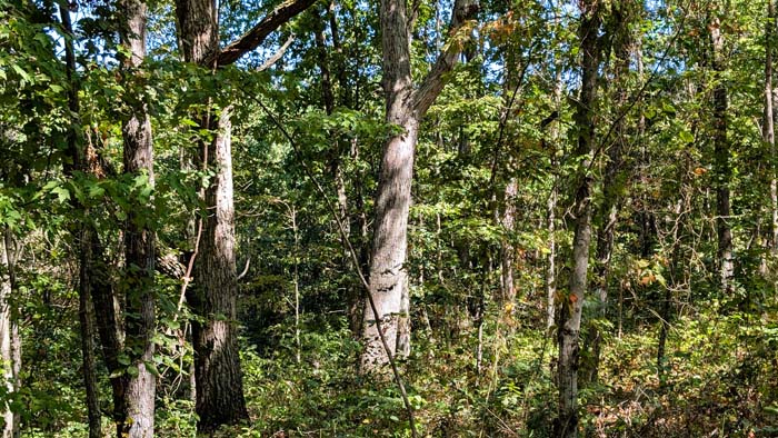 Diverse habitat perfect for whitetail management