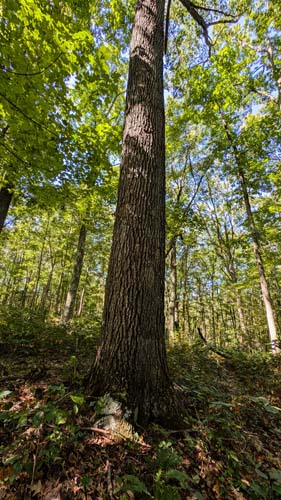Wooded hunting land for sale in Jackson County, OH