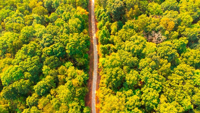 Thick pine sanctuary ideal for deer bedding cover