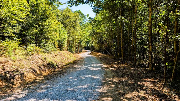 Mature oak stand in southern Ohio timberland