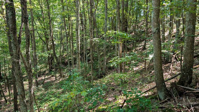Deer rubs and trails visible throughout property