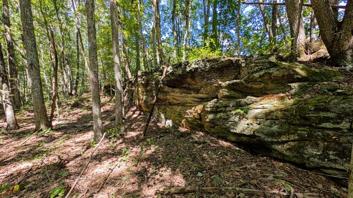 Forest floor covered in oak leaf litter and browse