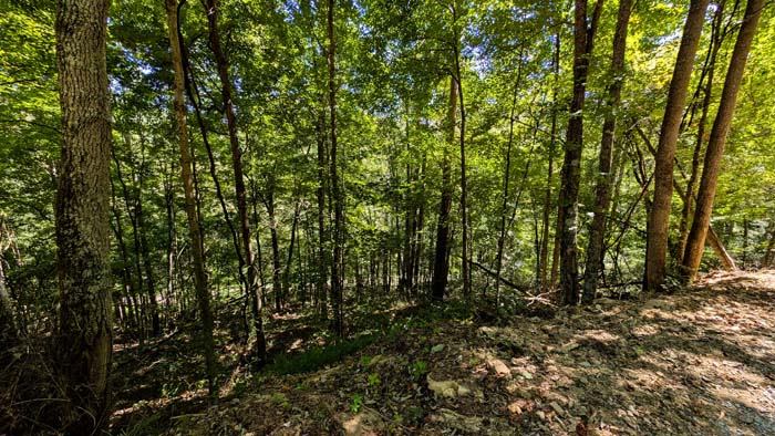 Wide ridgetop perfect for cabin or camper pad