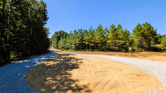 Planted pine rows providing winter cover