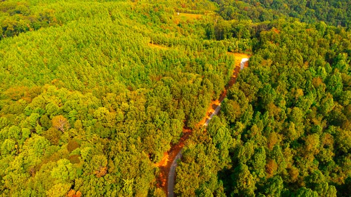 Old clearcut area with native regeneration and browse